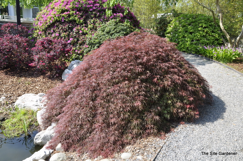 Acer palmatum dissectum 'Garnet' — photo 1
